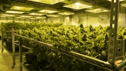 Cannabis Greenhouse