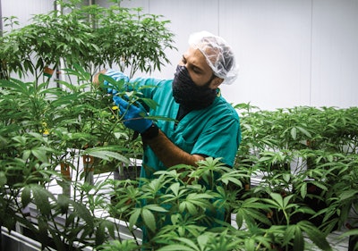 Curaleaf Cultivation Facility Fmt