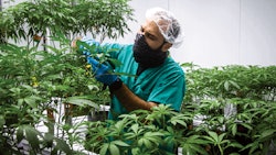 Curaleafcultivationfacilityfmt