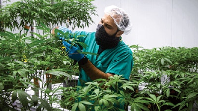 Curaleafcultivationfacilityfmt
