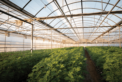 Farmlane 7 Fmt