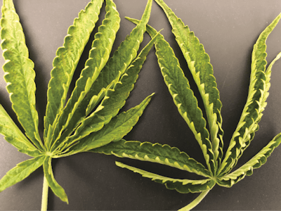 Fig 1 Hemp Leaf Curl Fmt