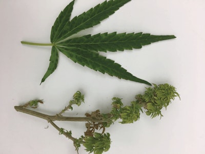 Fig 2 Hemp Witches' Broom Fmt