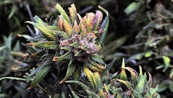 Medical cannabis from a Level I cultivation facility in Gibsonburg, Ohio.