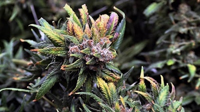 Medical cannabis from a Level I cultivation facility in Gibsonburg, Ohio.