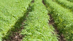 Hemp Adobe Stock Credit Andris T Resized