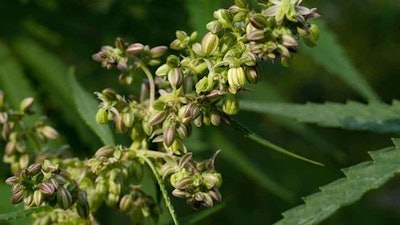 Hempgrain1