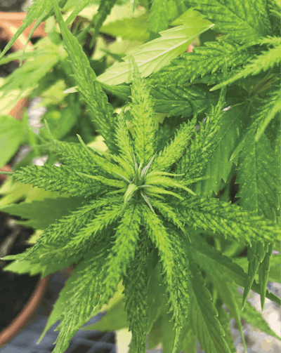 Leaf Chlorosis On Hemp Plants Suspected For Lcv Infection Fmt