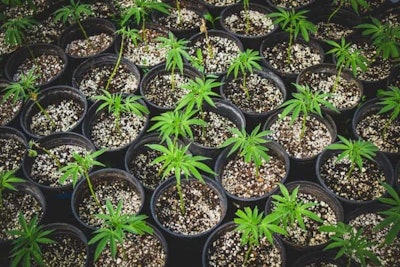 Adobe Stock353304815 Nurserygrowingclonesof Cannabisplants