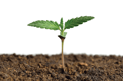 Adobe Stock 263486499 Fmt