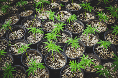 Adobe Stock 353304815 Nursery Growing Clones Of Cannabis Plants Fmt