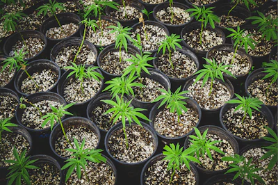 Adobe Stock 353304815 Nursery Growing Clones Of Cannabis Plants Fmt