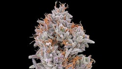 The top of an Alien Blackout cultivar grown by Unrivaled Brands