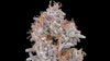The top of an Alien Blackout cultivar grown by Unrivaled Brands