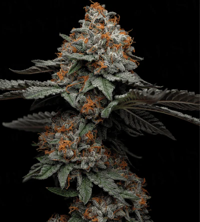 Bacio Gelato (courtesy Of Sherbinskis) Fmt