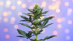 Cannabis A Dobe Stock Tsareva Olga Resized