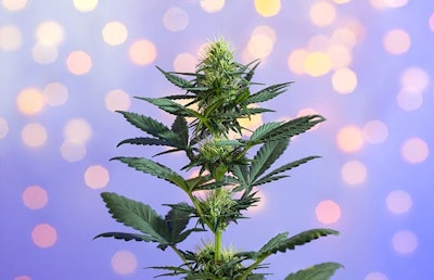Cannabis A Dobe Stock Tsareva Olga Resized