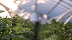Cannabis Cea