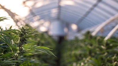 Cannabis Cea