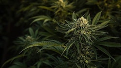 Cannabisplants Adobestock Rylandzweifel Resized