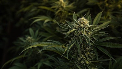 Cannabisplants Adobestock Rylandzweifel Resized
