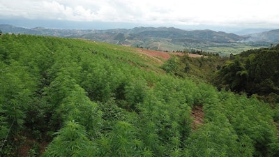 Flora Growth cultivates roughly 250 acres of cannabis at 6 cents per gram of dried flower in Bucaramanga, Colombia.