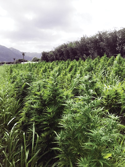 Field Veg Sea Of Green Fmt