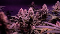 Flowering Cannabis Stock Img