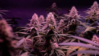 Flowering Cannabis Stock Img