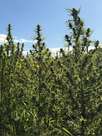 Great Field Flower Shot Fmt