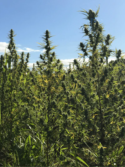 Great Field Flower Shot Fmt