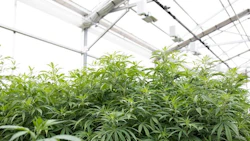 Terpenes play a vital role in plant growth and development by attracting pollinators, repelling predators and preventing disease.