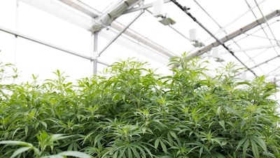 Terpenes play a vital role in plant growth and development by attracting pollinators, repelling predators and preventing disease.