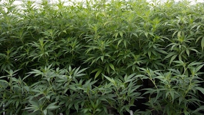 It's vital for growers, producers and breeders to know what the most common terpenes found in their cultivars are because the combination of the different molecules plays a crucial role in the final products' effects, scent and flavor.