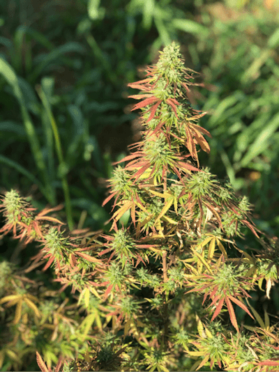 Mature Field Flower 1 Fmt