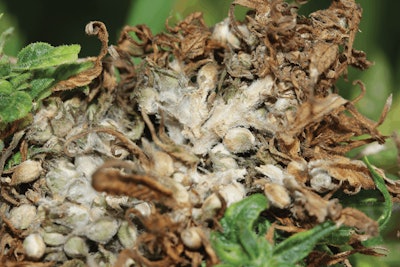 Moldygrainseedhead1 Fmt