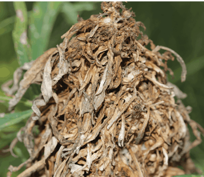 Moldygrainseedhead2 Fmt