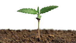 Propagationadobestock263486499fmt