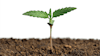 Propagationadobestock263486499fmt