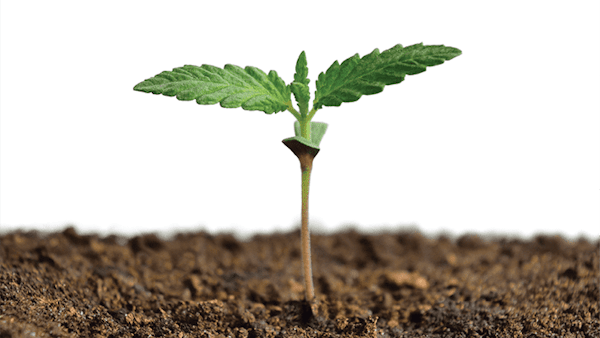 Propagationadobestock263486499fmt
