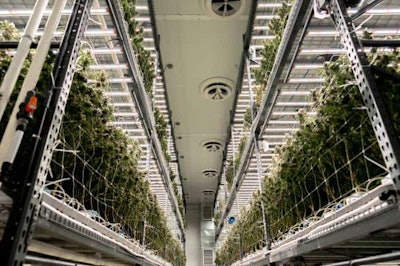 solar cannabis company