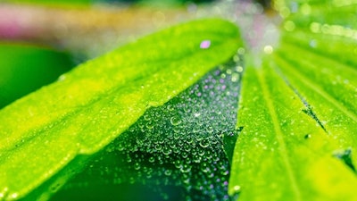 Spider Mite Adobe Stock238711947
