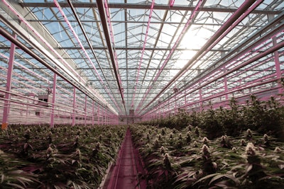 Tilray Aphria Leamington Flower 2 Fmt