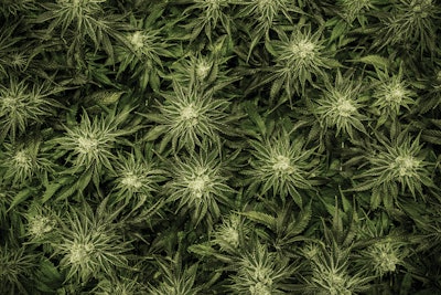 Tilray Broken Coast Flower Fmt