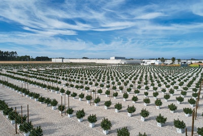 Tilray Portugal Outdoor Grow October 2019 Fmt