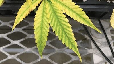 Initial symptoms of magnesium (Mg) deficiency develop on the lower leaves of hemp.