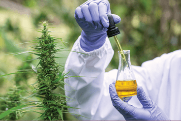 Adobe Stock 303304543 Marijuana Oil Fmt