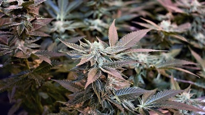 Canna12tl