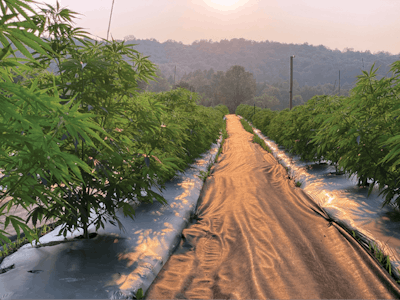 Cavu Hemp 3 Fmt