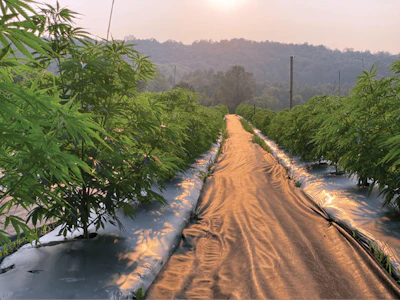 Cavu Hemp 3 Fmt